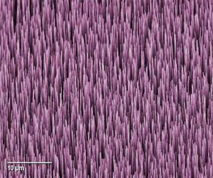 Strengthening fragile forests of carbon nanotubes for new MEMS applications