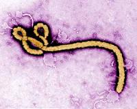 New Ebola death in SLeone dims optimism for epidemic's end
