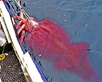 World's biggest squid reveals 'beach ball' eyes