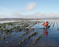 New York seeks to claw back 'Big Oyster' past