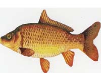 Scientists fight back on giant Asian carp