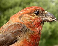 Feather Color Is More Than Skin Deep