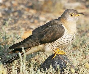 British cuckoos tracked on migrations