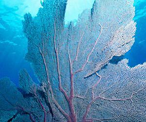 Viruses Could be the Key to Healthy Corals