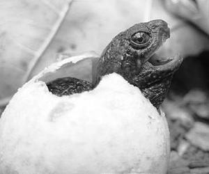 Turtle Populations Affected By Climate, Habitat Loss And Overexploitation