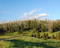 Climate Change Threatens One In Five Plant Species
