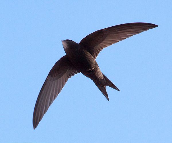 Lost birds can use Earth's magnetic signature to get back on track