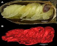 Rare leafcutter bee fossils reveal Ice Age environment at the La Brea Tar Pits