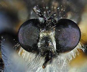 New study sheds light on how and when vision evolved