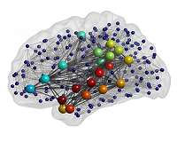 Army, university study suggests brain structure could influence behavior