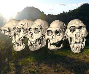 Unique skull find rebuts theories on species diversity in early humans