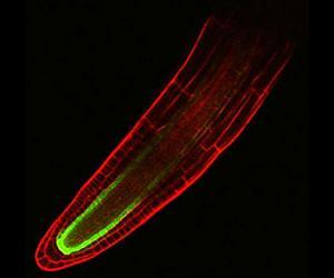 How salt stops plant growth