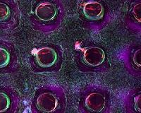 Scaling up tissue engineering