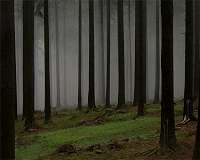 How we can get more out of our forests