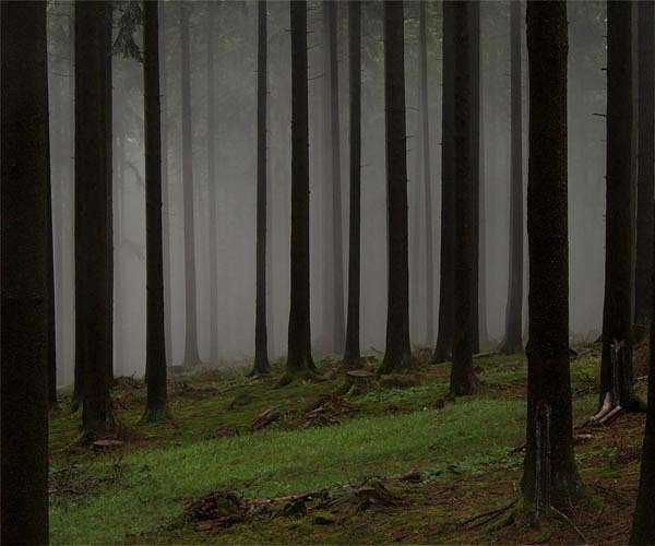 What we're still learning about how trees grow