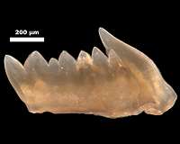 The first predators and their self-repairing teeth