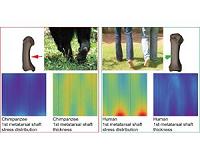 Big toe's big foot holds evolutionary key