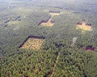 Seed dispersal gets a test in carved-out 'habitat corridors'