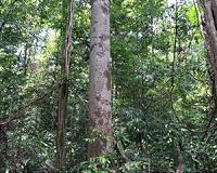 New research finds tall and older Amazonian forests more resistant to droughts