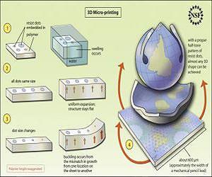 UMass Amherst polymer scientists, physicists develop new way to shape thin gel sheets