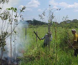 As Amazon urbanizes, rural fires burn unchecked