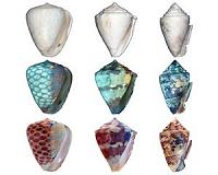 Ancient seashell coloration patterns revealed using ultraviolet light