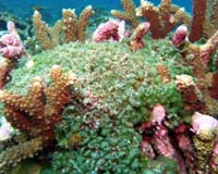 2005 a deadly year for Caribbean coral