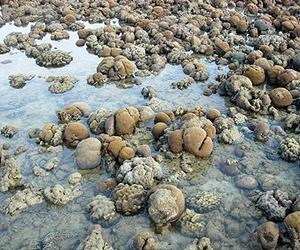 Australian scientists say Asia's corals hit by mass die-out