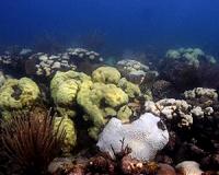NOAA study provides detailed projections of coral bleaching