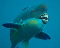 X-rays reveal the biting truth about parrotfish teeth