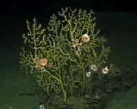 Impact of Deepwater Horizon on coral deeper than predicted