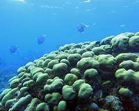 25-year coral survey shows the Caribbean is environmentally-stressed