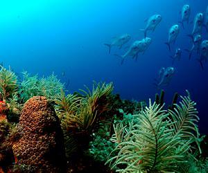 Scientists stress need for national marine biodiversity observation network