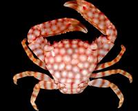 Smithsonian scientists discover coral's best defender against an army of sea stars