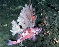 Bering Sea hotspot for corals and sponges