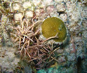 The slippery slope to slime: Overgrown algae causing coral reef declines