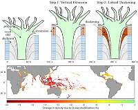 Scientists pinpoint how ocean acidification weakens coral skeletons