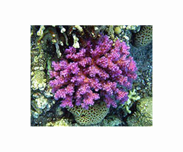 Deadly invader devastating Venezuelan coral reefs
