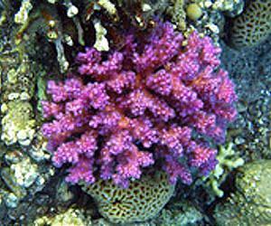 Coral chemicals protect against warming oceans