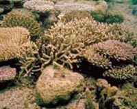 Nations launch plan to save 'Amazon of the seas'