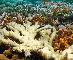 Clues in coral bleaching mystery