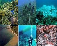 Caribbean coral reefs only 25 percent healthy: report