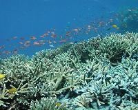 Rutgers scientists help create world's largest coral gene database