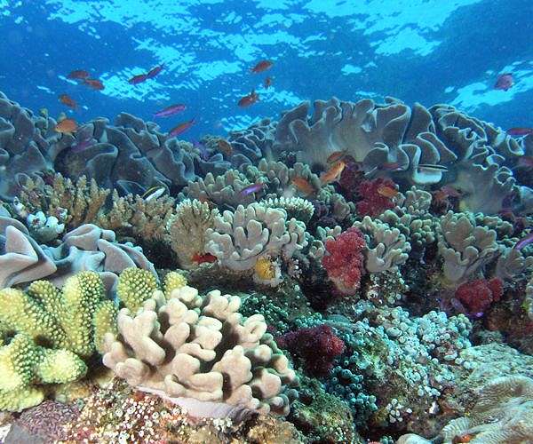 Hong Kong's fragile coral reefs boosted by 3D printing