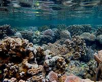 Diverse coral communities persist in Palau's low-pH waters