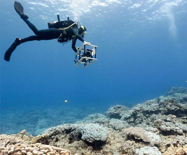 'Remarkable' giant coral reef found off Tahiti