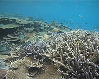 Scientists try to revive Japan's biggest coral reef