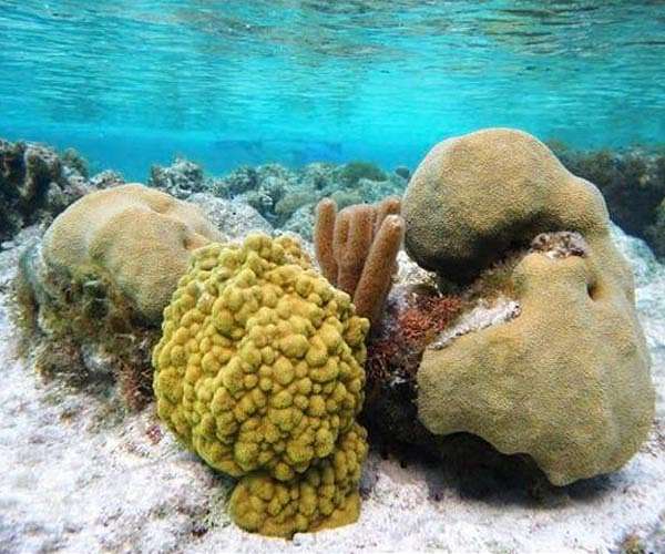 Century-old medicine could be used as coral-friendly sunscreen ingredient