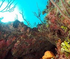 New coral dating method hints at possible future sea-level changes