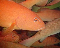 WWF: Philippines dealers to cut reef fish exports